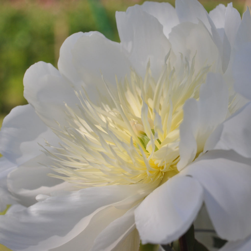 Alaska Peony Market 