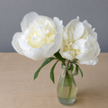 Two white peonies in a clear vase on a wooden surface with a gray background