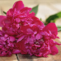 Big Ben Peony