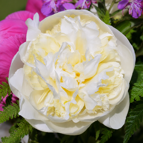 Close-up of a white peony flower with green leaves and pink flowers in the background