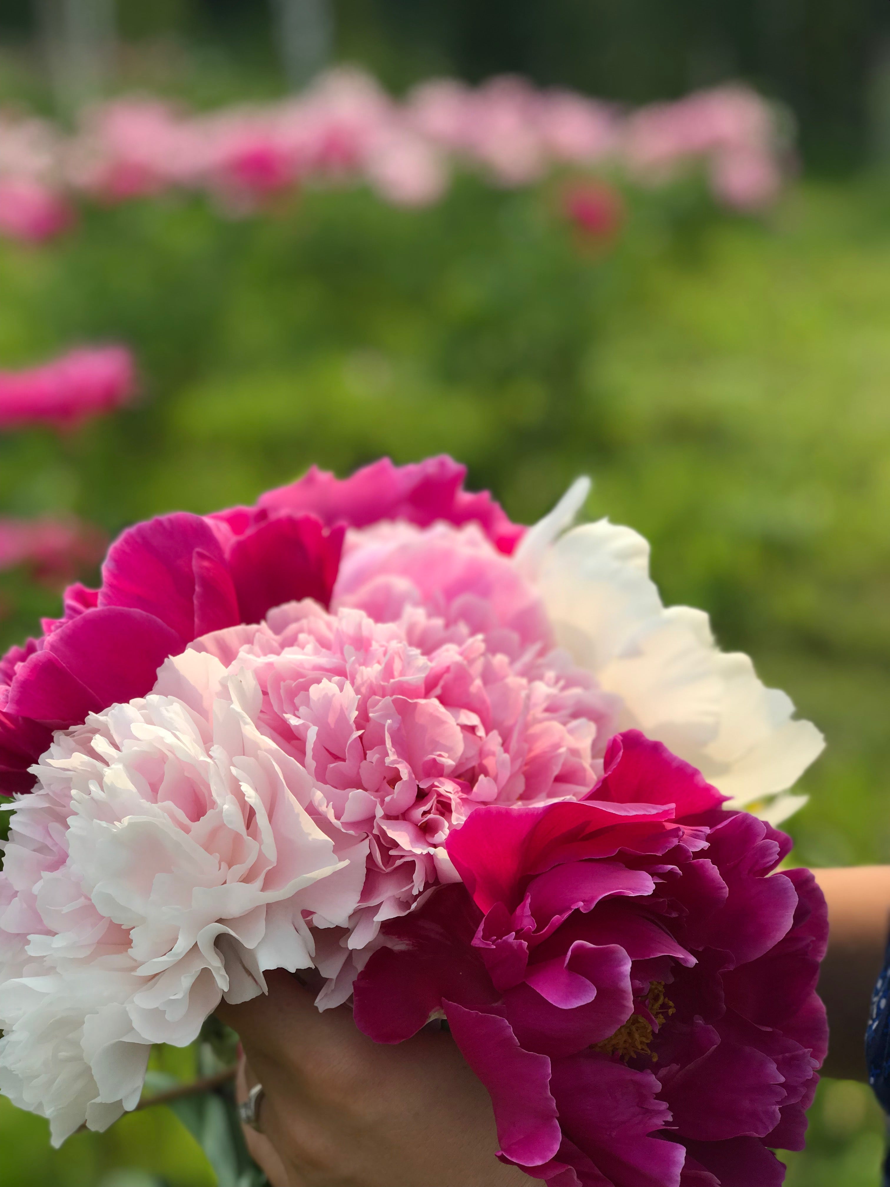 Alaska Peony Market