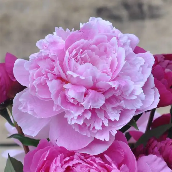 Sarah Bernhardt